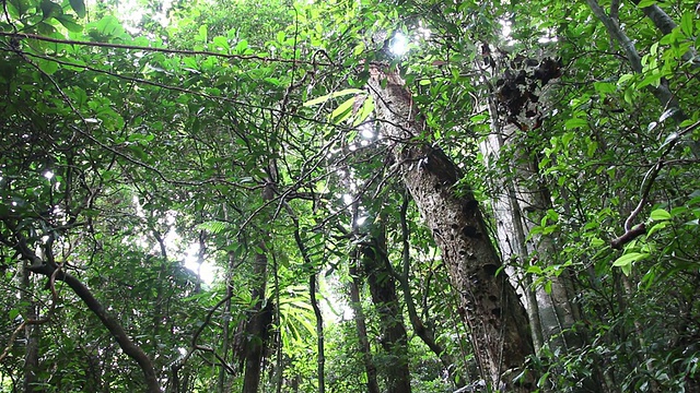 高清视频浓密的雨林诺西曼加布岛保护区马达加斯加视频素材