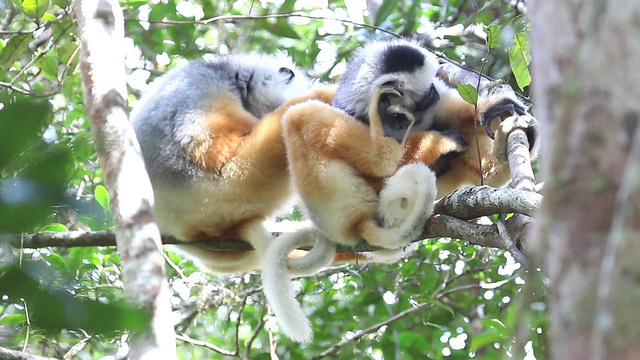 高清视频野生马达加斯加冠毛猴Perinet Andasibe热带雨林视频素材
