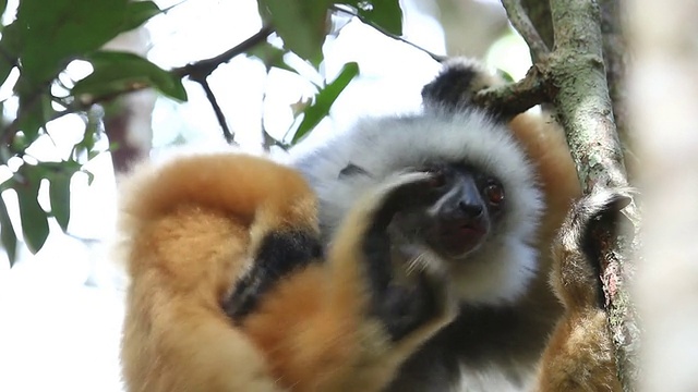 高清视频野生马达加斯加冠毛猴Perinet Andasibe热带雨林视频素材