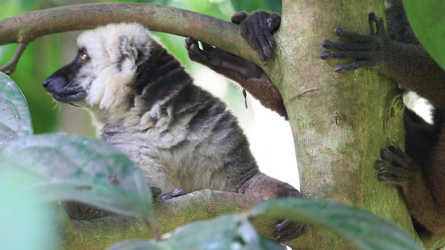 马达加斯加特有的野生白顶棕色狐猴Nosy Mangabe视频素材