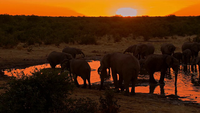 日落时分，大象从水坑里喝水视频素材