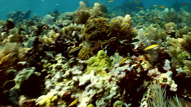 珊瑚与海浪一起移动视频素材