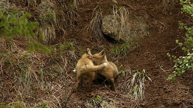 MS拍摄的6只红狐(Vulpes Vulpes)套件在灌木丛中玩耍和战斗视频素材