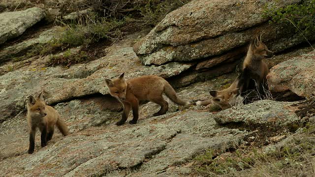黄昏时分，6只红狐(Vulpes Vulpes)套件在岩石上玩耍视频素材