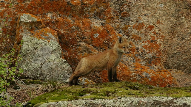 MS拍摄了一只红狐(Vulpes Vulpes)套装在彩色岩石前摆姿势，站在绿色苔藓上视频素材