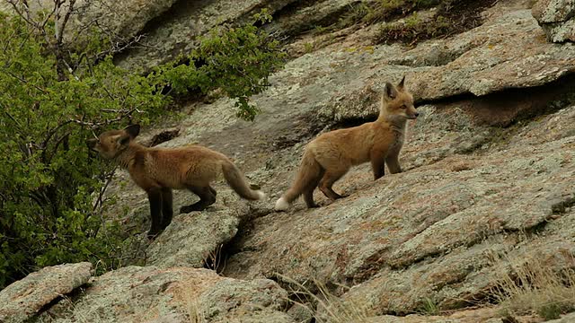 黄昏时分，三只红狐(Vulpes Vulpes)套件在岩石上玩耍视频素材