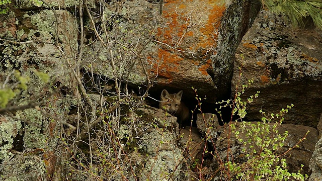 WS拍摄的一个红狐(Vulpes Vulpes)工具包望出的巢穴视频素材