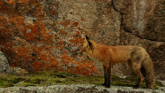 黄昏时分，一只红狐(Vulpes Vulpes)的成年和幼崽在一块彩色岩石上玩耍视频素材