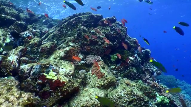 色彩斑斓的珊瑚礁和许多堡礁鱼类视频素材