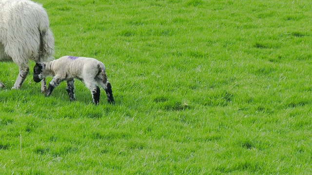 小羊羔和母羊爱尔兰视频素材