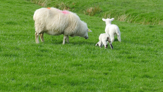 2只小羊羔和母羊爱尔兰视频素材