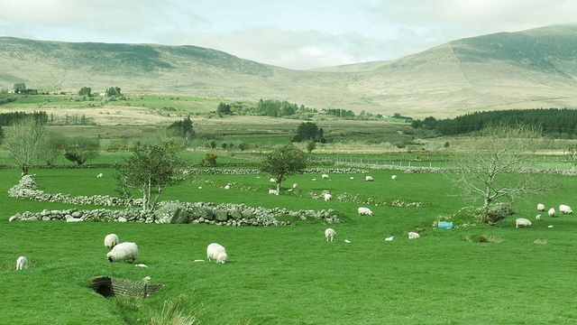 小羊羔和母羊爱尔兰视频素材