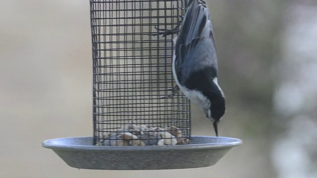 风中的喂食器上的白胸五花鸟视频下载