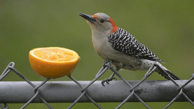 红腹啄木鸟正在吃橘子视频下载
