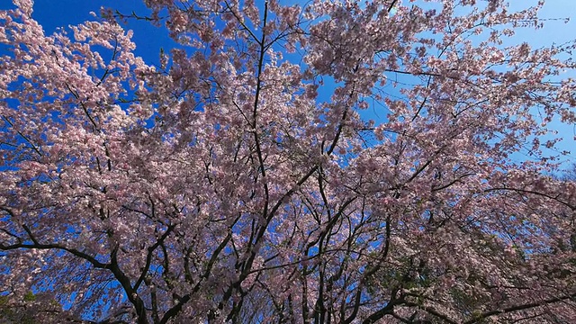 陆楝花园盛开的樱花视频下载