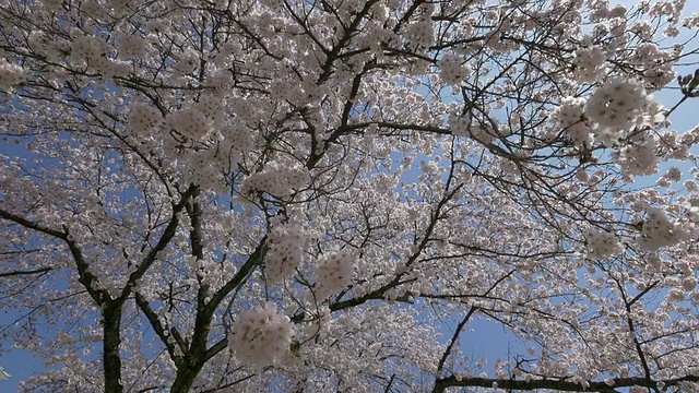 蓝天姬路城和樱花行走动作拍摄视频素材