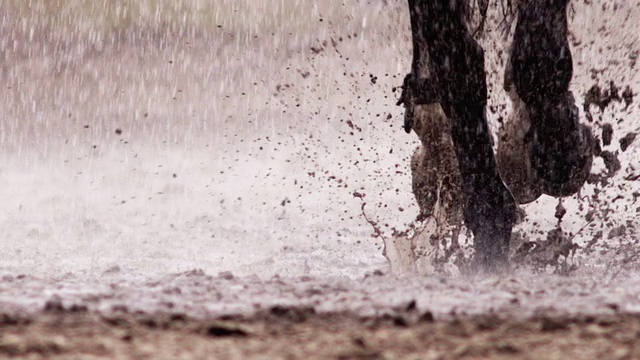 马在雨中奔跑视频下载