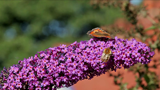 小玳瑁蝴蝶和蜜蜂视频下载