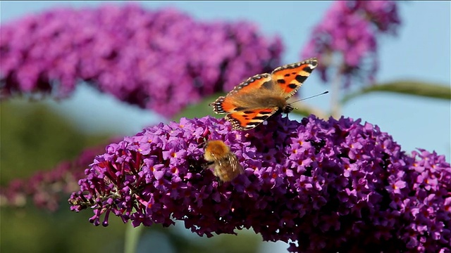 蜜蜂和小龟甲蝴蝶视频下载