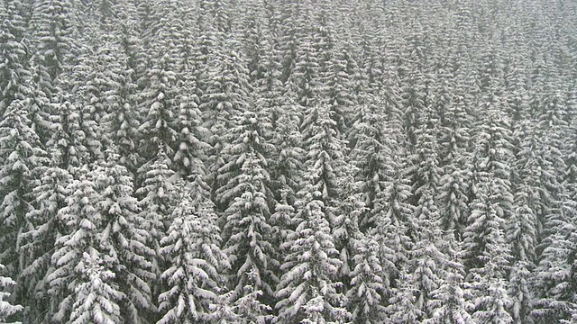 航拍雪上云杉树视频素材