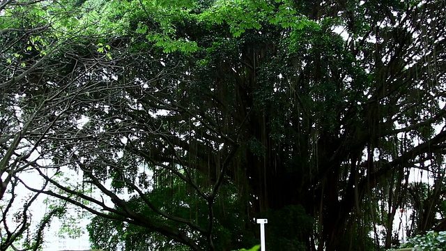 新加坡的巨型柳树2视频下载