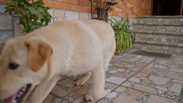SLO MO年轻的狗跑下门廊视频素材