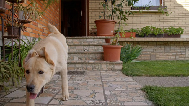 一只年轻的狗从房子里跑出来视频素材