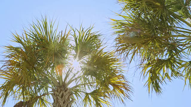 太阳棕榈树在风中轻轻摇曳视频下载
