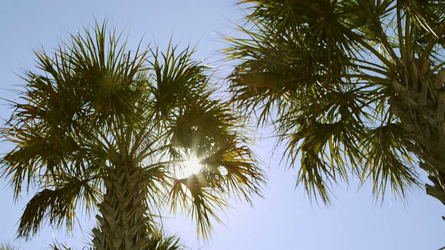 慢镜头，棕榈树在阳光的风中慢慢摇摆视频下载