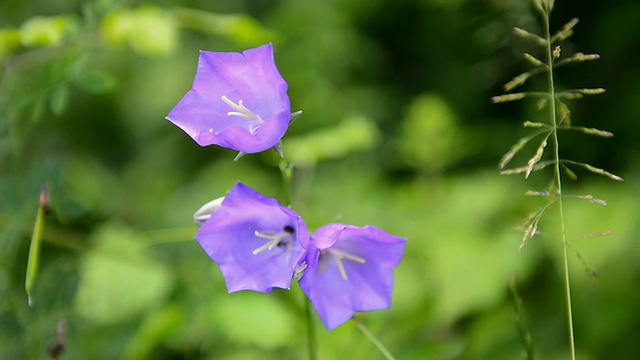 在阳光明媚的夏日，大自然中紫罗兰野花盛开视频下载