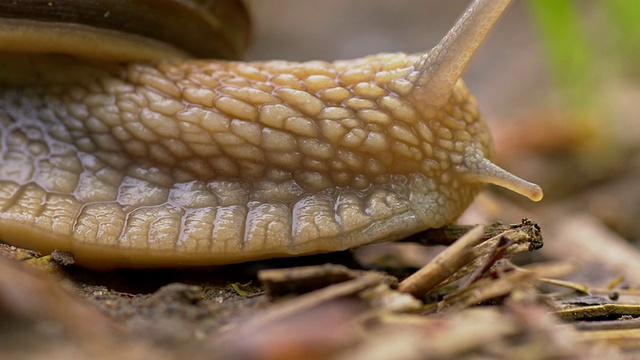 蜗牛在地上爬行视频素材