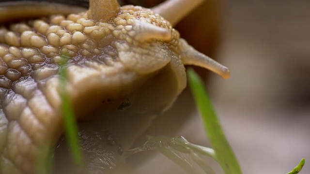 蜗牛的微距镜头视频素材