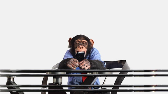 手机黑猩猩视频素材