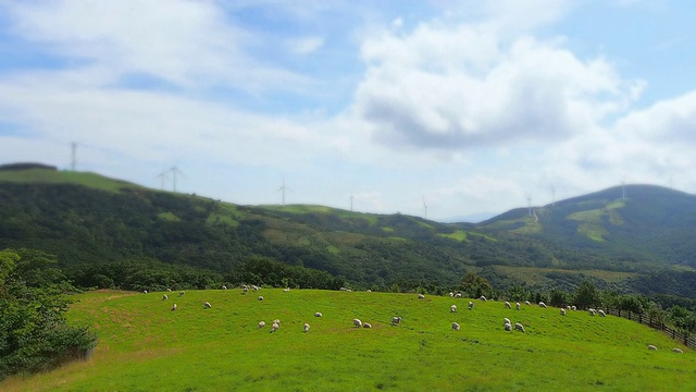 WS T/L HA在韩国江原道平昌的Daegwallyeong羊牧场(旅游景点)草地上自由漫步的羊群视频素材