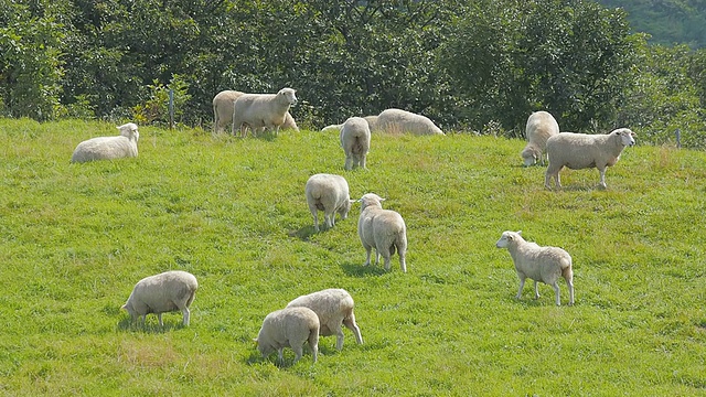 拍摄于韩国江原道平昌的大墙岭牧场(旅游景点)，羊群在草地上漫游和进食视频下载