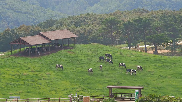 韩国江原道，平昌，Daegwallyeong牧场(旅游景点)，一群奶牛在吃草视频下载