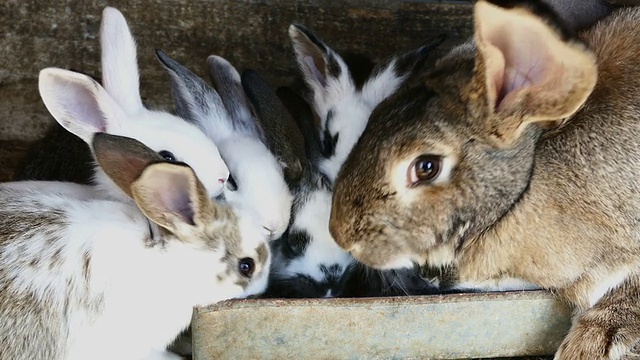 兔子在农场视频下载