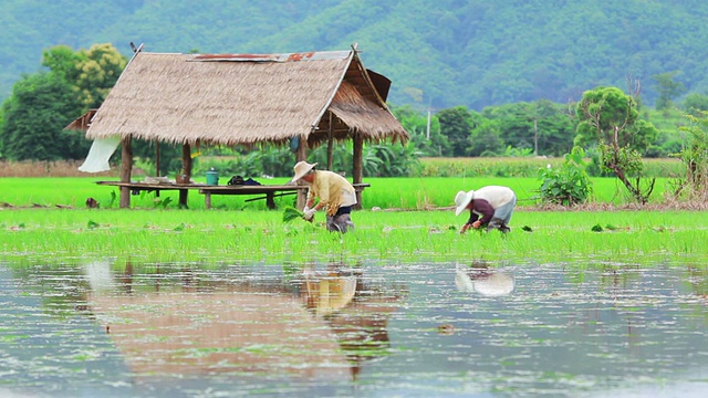 农民在稻田里种植水稻视频素材