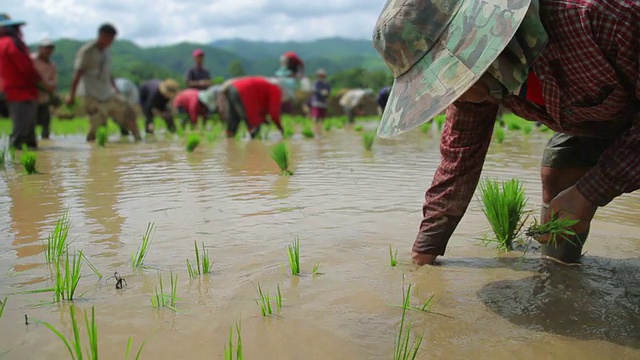 多莉拍摄的农民在稻田里种植水稻视频购买
