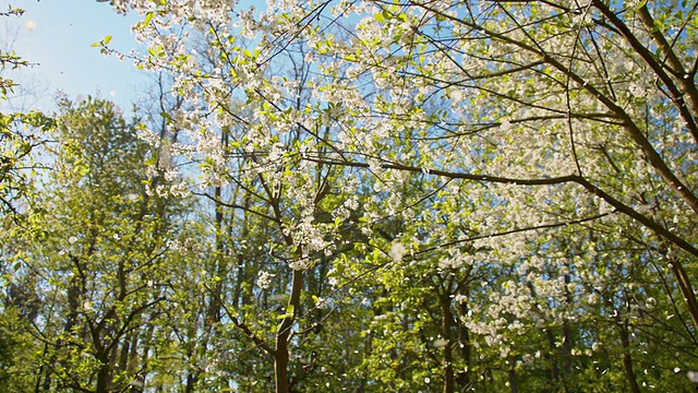 SLO MO花瓣从盛开的樱桃树上落下视频素材