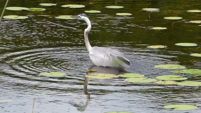 鹭涉水到他的肚子寻找食物，与鸟，青蛙和湿地的声音视频下载