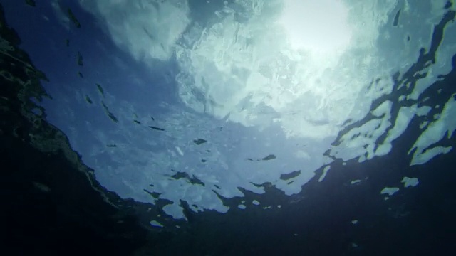 自由潜水者与鱼在深渊中游泳视频素材