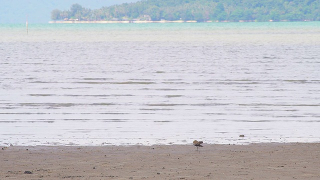小鸟在海滩上散步视频下载