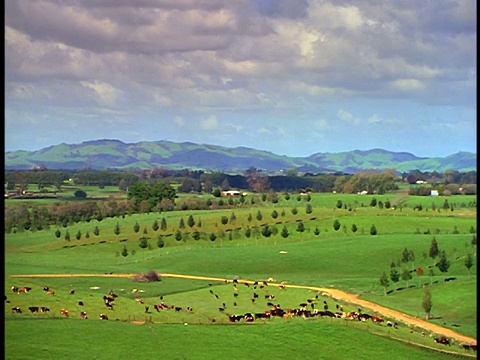 宽镜头高角度PAN在多云的天空下在绿色的田野里牛群/北岛，罗托鲁瓦/新西兰视频素材