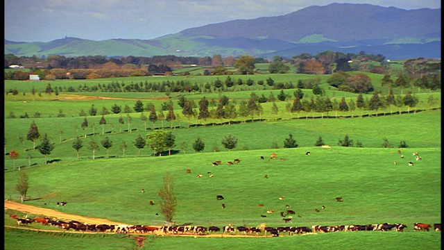 镜头缩小，多云的天空下，在绿色田野上行走的牛群/北岛，罗托鲁瓦/新西兰视频素材