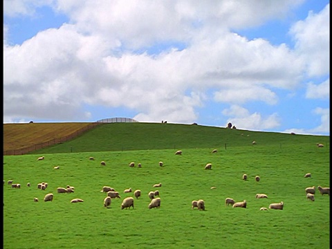 PAN羊在篱笆附近吃草/北岛，罗托鲁瓦/新西兰视频下载