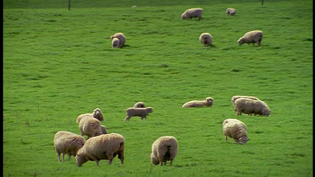 新西兰罗托鲁瓦北岛，在长满草的小山上，羊在篱笆附近吃草视频素材