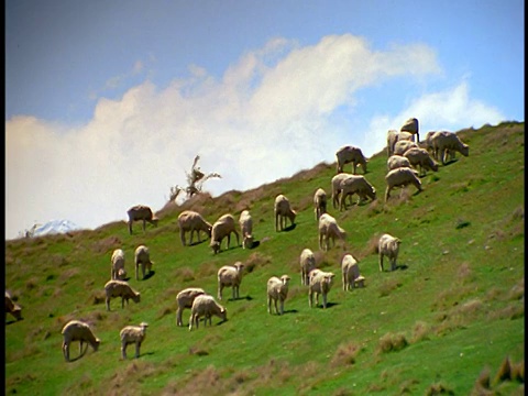 低角羊在陡峭的山上吃草/南阿尔卑斯山，南岛/新西兰视频素材