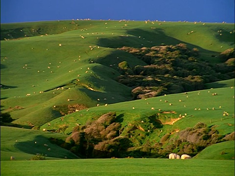 PAN羊在草坡上吃草/ Te Waewae湾/新西兰视频素材
