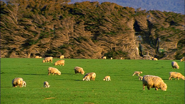 绵羊在草地上吃草/背景中的树木/ Te Waewae湾/新西兰视频素材